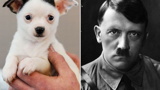 Puppy looks like Adolf Hitler, is even named after him