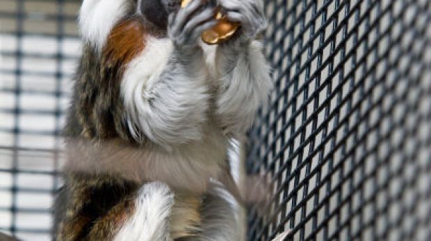 Cotton-top tamarins grew calmer after they heard music compositions based on their own calm, friendly calls