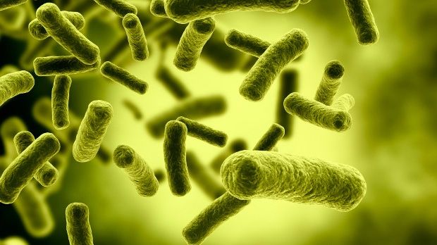Researchers create mutant E. coli bacteria