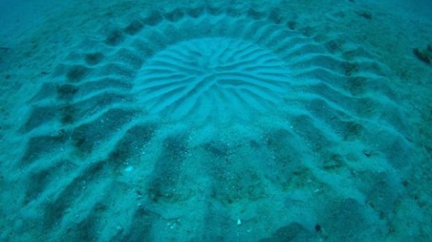 Mystery circle found off the coast of Japan