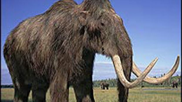 Woolly mammoth (Mammuthus primigenius)