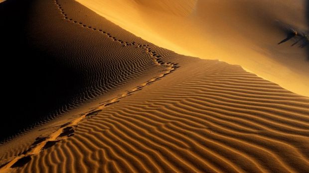 Footsteps on Namib dunes
