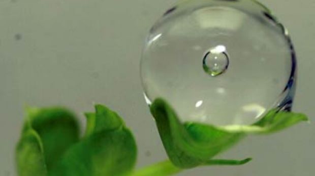 Air bubble caught in a water droplet on a leave