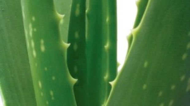 Aloe vera is a natural sunburn remedy that will help keep your skin well hydrated