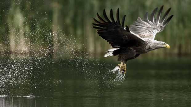 White-tailed eagles are Europe's largest aerial predators