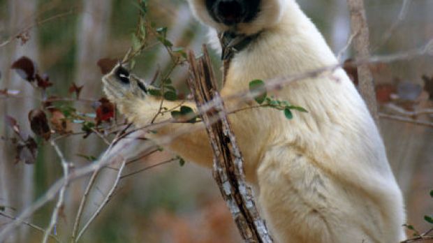 Palentologist Erik Seiffert and his research team recently uncovered the fossils of a new adapiform primate, which they describe as a distant relative to current-day lemurs