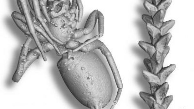 Some of virtual 3-D extractions a) snail Ellobiidae. b) millipede Polyxenidae. c) spider d) conifer branch (Glenrosa). e) Isopod crustacean Ligia. f) wasp Bethylidae.
