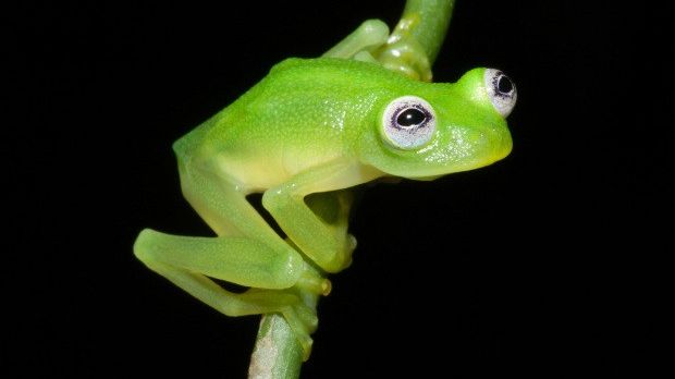 New frog species discovered in Costa Rica