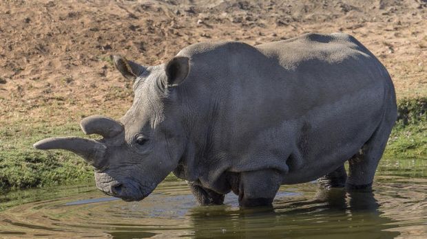 Northern white rhino named Angalifu died this past Sunday