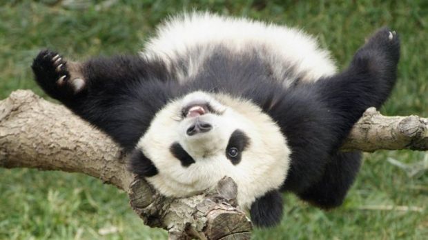 Panda bears are native to south and central China
