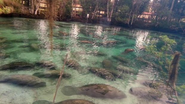 Manatees gather by the hundreds in Florida's Three Sisters Spring