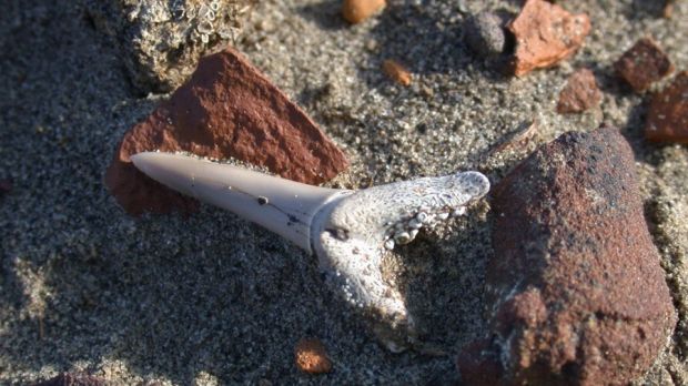 Thousands of shark teeth found on Canada's Banks Island