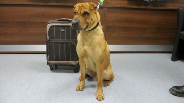 This dog was abandoned by his owners at a train station