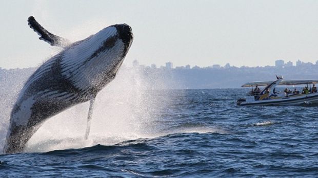 Humpback whale caught on camera while jumping out of the water