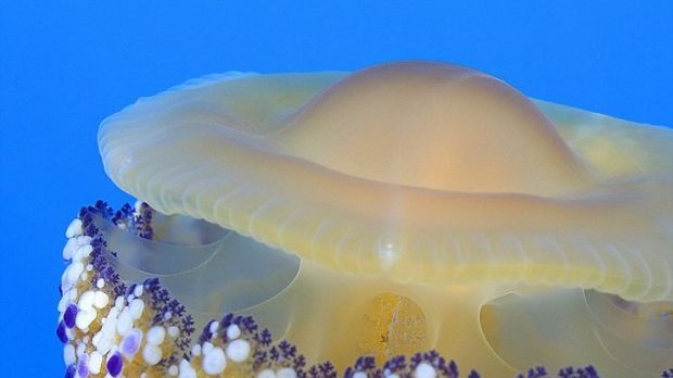 Odd jellyfish resembles a fried egg