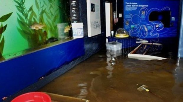 Hurricane Sandy flooded the NY Aquarium