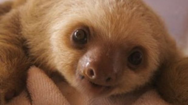 Sloths are thought of as cute and cuddly animals