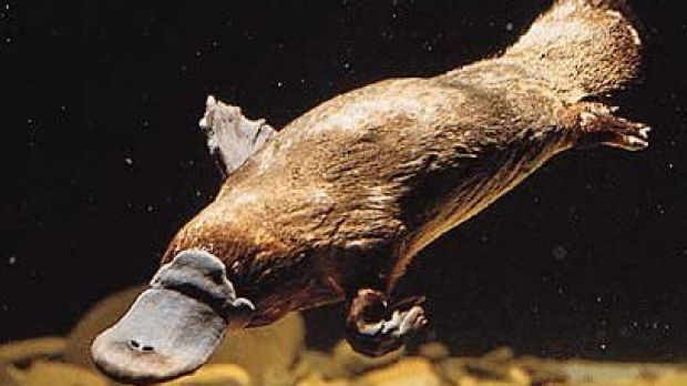 Platypus searching for food on the bottom of the water using its electrosensitive bill
