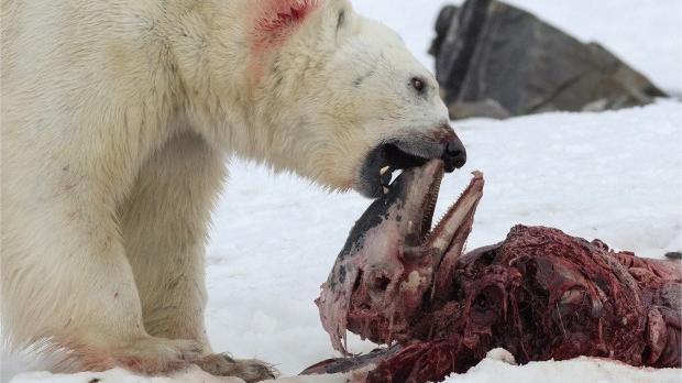 Wildlife researchers witness a polar bear eating a white-beaked dolphin