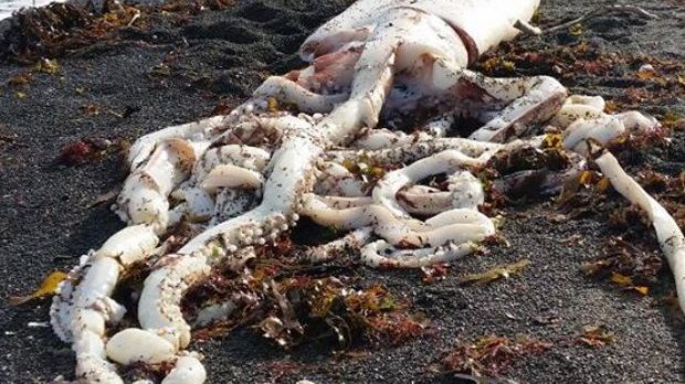 Giant squid washes ashore in NZ