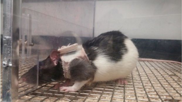 Researchers teach rats to like females wearing jackets
