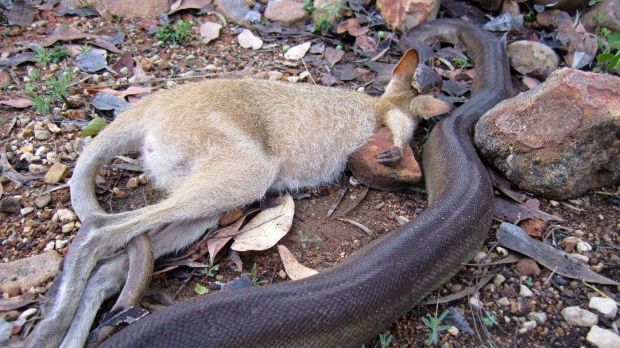 Ranger finds python eating a wallaby