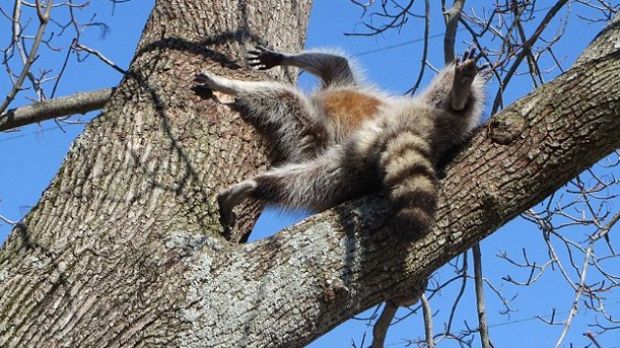 Raccoon desperate to get nut gets stuck in a tree hole
