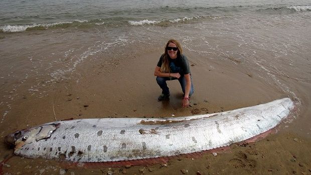 An odd-looking ocean creature washed ashore in California earlier this week