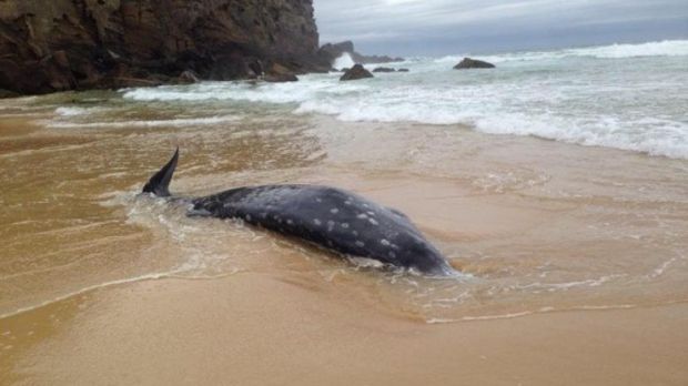 Rare beaked whale found on a beach in Australia