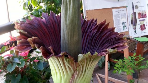 This is what a corpse flower looks like when in bloom