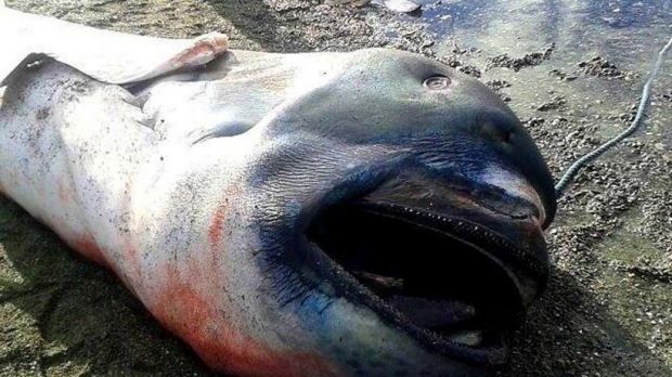 Megamouth shark found on a beach in the Philippines
