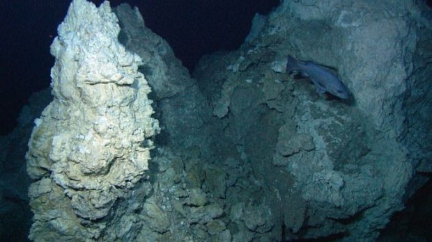 The Lost City chimney Poseidon, shown with a wreckfish, rises 60 meters above the seafloor