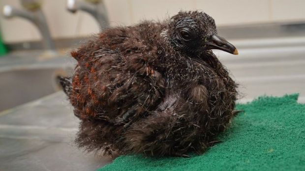 Baby white-naped pheasant pigeon born at Chester Zoo earlier this year