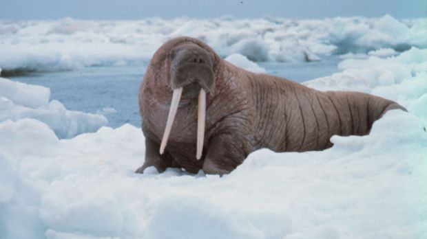 About 10,000 to 20,000 walruses are congregating in Alaska, due to extensive habitat loss