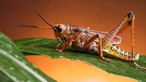 Plenty of insect species are yet to be discovered
