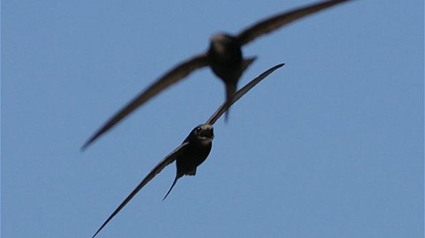 Swifts, the birds RoboSwift borrowed its features from