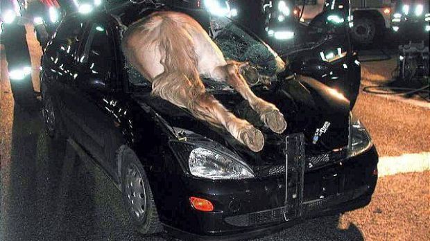 Accident involving a car and a horse