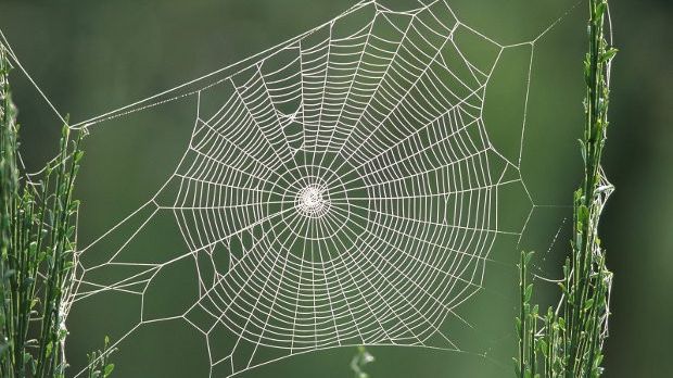 Spiders use a protein dubbed spidroin to create their webs