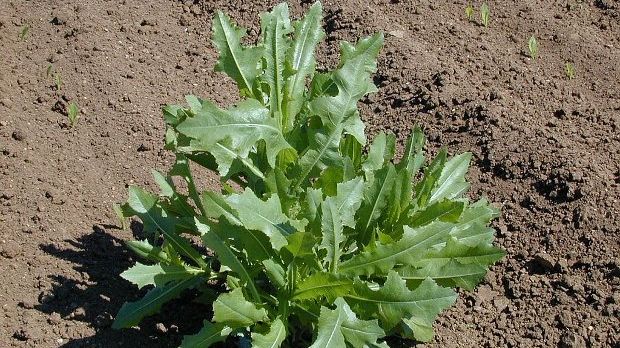 Prickly lettuce could one day be a cash crop