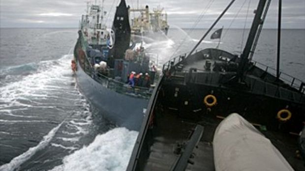 A picture of the collision between the Steve Irwin and the Yushin Maru #2 Japanese harpoon ship