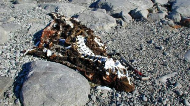 500-year-old elephant seal mummy on Victoria Land Beach, Ross Sea, Antarctica