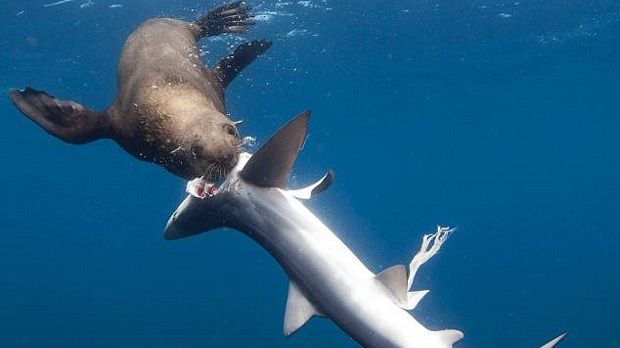 Seals sometimes kill and eat sharks