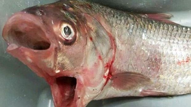 Man catches fish with two mouths