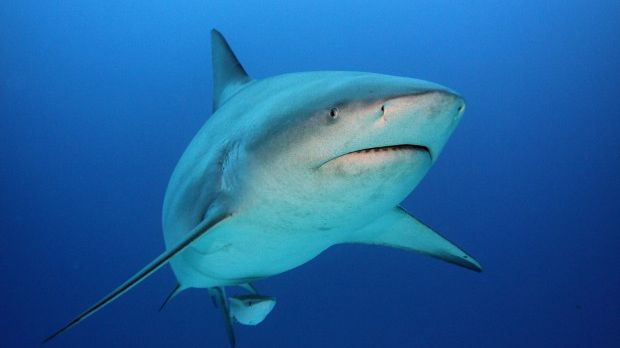 A bull shark is believed to be responsible for the attack