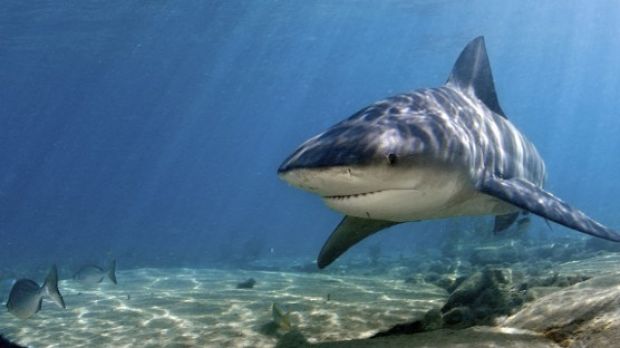 Shark attacks man surfing in Australian waters
