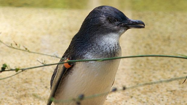 The fairy penguins are now out of harm's way