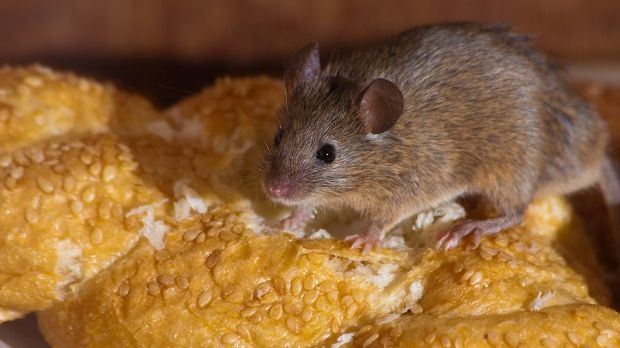 Man finds mouse in his bread