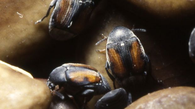 Seed beetles