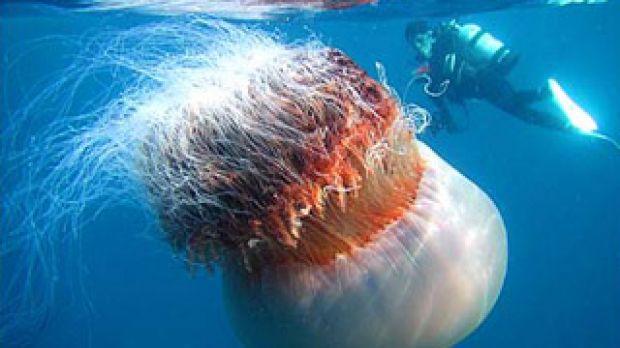 giant jellyfish (Neopilema nomurai)