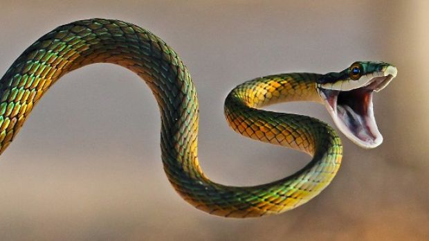 Ancestral snakes had hind limbs, study finds